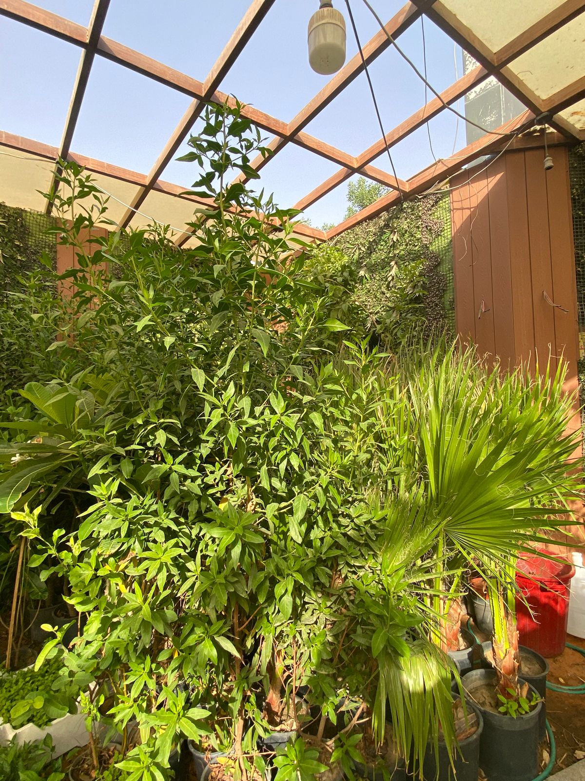 أزهار ملونة